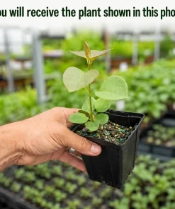 Purple Lilac Live Plant Set (2) - Fragrant Flowering Shrub for Garden, 3-5 Inch Tall, 4 Inch Pot, Outdoor - Image 2