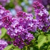 Purple Lilac Live Plant Set (2) - Fragrant Flowering Shrub for Garden, 3-5 Inch Tall, 4 Inch Pot, Outdoor - Image 1