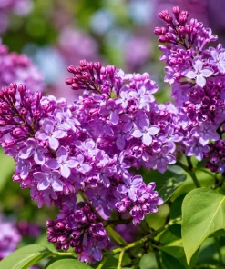 Purple Lilac Live Plant Set (2) - Fragrant Flowering Shrub for Garden, 3-5 Inch Tall, 4 Inch Pot, Outdoor - Image 1