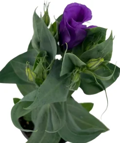 Purple Lisianthus Live Plant – Rose-Like Blooms – 4" Pot – Full Sun - Image 2