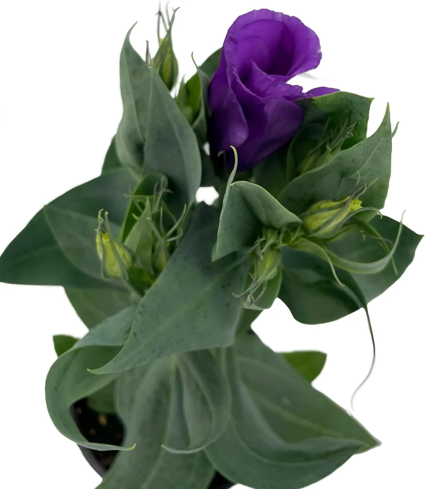 Purple Lisianthus Live Plant – Rose-Like Blooms – 4" Pot – Full Sun - Image 2