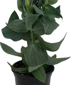Purple Lisianthus Live Plant – Rose-Like Blooms – 4