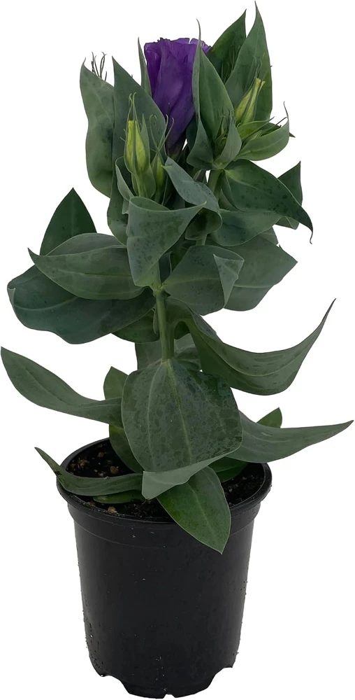 Purple Lisianthus Live Plant – Rose-Like Blooms – 4" Pot – Full Sun - Image 3