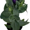 Purple Lisianthus Live Plant – Rose-Like Blooms – 4" Pot – Full Sun - Image 1
