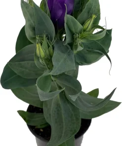 Purple Lisianthus Live Plant – Rose-Like Blooms – 4