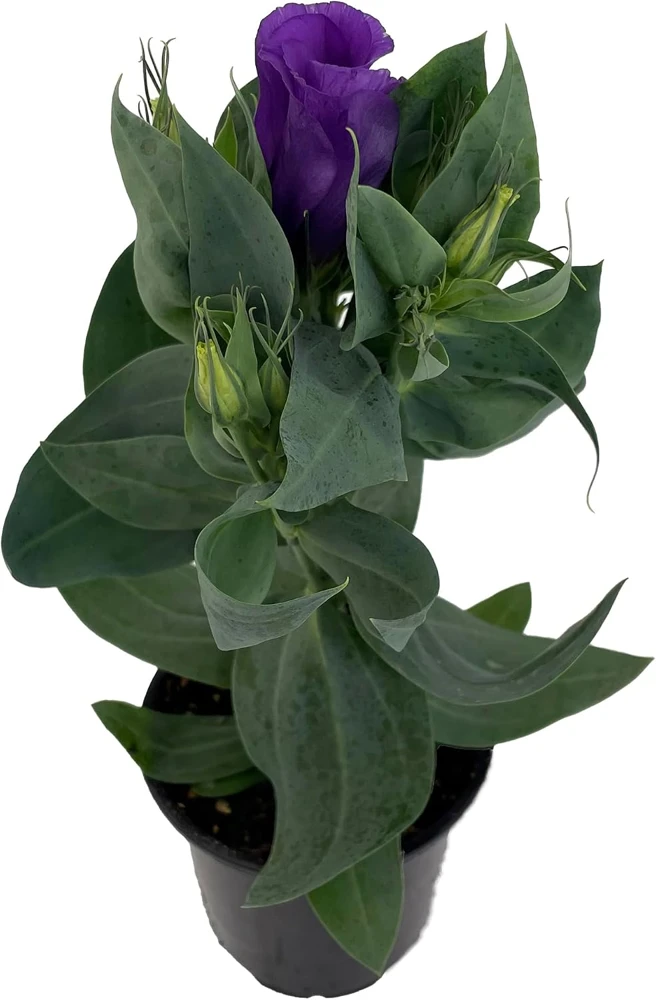 Purple Lisianthus Live Plant – Rose-Like Blooms – 4" Pot – Full Sun - Image 1