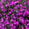 Purple Lobelia Live Plant – 3" Pot – Ornamental Annual Flower – Trailing & Border - Image 1
