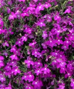 Purple Lobelia Live Plant – 3