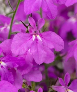 Purple Lobelia Live Plant – 3