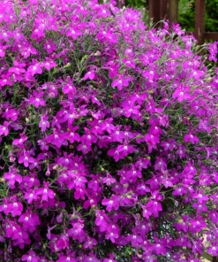 Purple Lobelia Live Plant – 3