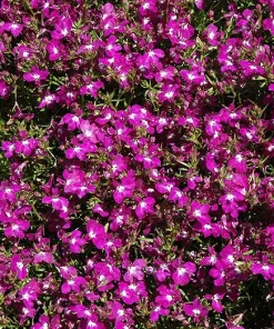 Purple Lobelia Live Plant – 3