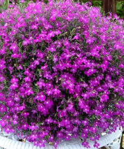 Purple Lobelia Live Plant – 3