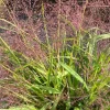 Purple Lovegrass Live Plant - Starter Plugs (10-Pack) - Native Grasses - Image 1