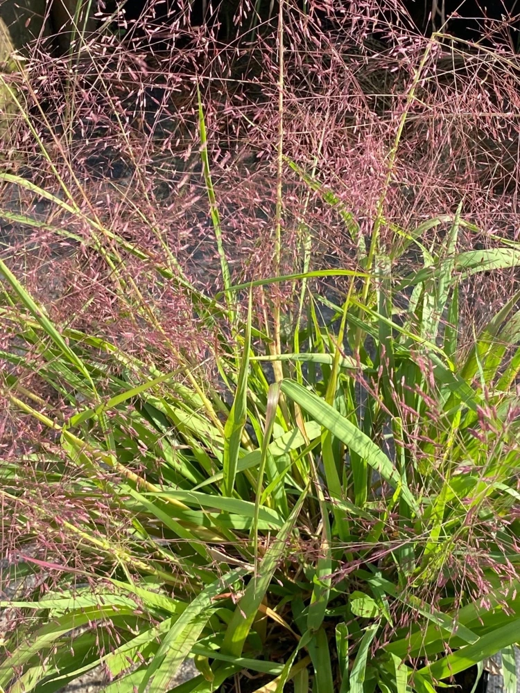 Purple Lovegrass Live Plant - Starter Plugs (10-Pack) - Native Grasses - Image 1