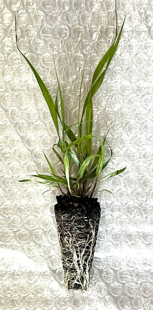 Purple Lovegrass Live Plant - Starter Plugs (10-Pack) - Native Grasses - Image 3