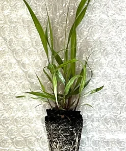 Purple Lovegrass - Native Grass Starter Plug Seedlings (5-Pack) - Image 3