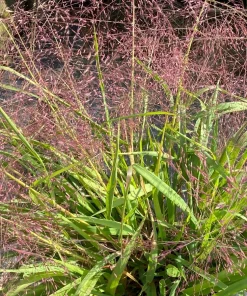 Purple Lovegrass - Native Grass Starter Plug Seedlings (5-Pack) - Image 1