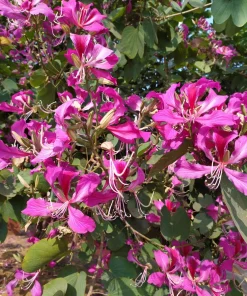Purple Orchid Tree Seeds - Bauhinia Purpurea Butterfly Flower, 10 Seeds - Image 10