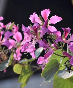 Purple Orchid Tree Seeds - Bauhinia Purpurea Butterfly Flower, 10 Seeds - Image 2