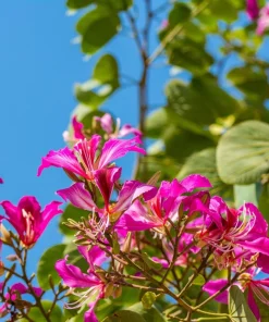 Purple Orchid Tree Seeds - Bauhinia Purpurea Butterfly Flower, 10 Seeds - Image 3