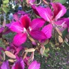 Purple Orchid Tree Seeds - Bauhinia Purpurea Butterfly Flower, 10 Seeds - Image 1