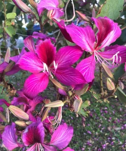 Purple Orchid Tree Seeds - Bauhinia Purpurea Butterfly Flower, 10 Seeds - Image 1