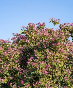 Purple Orchid Tree Seeds - Bauhinia Purpurea Butterfly Flower, 10 Seeds - Image 4