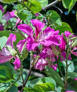 Purple Orchid Tree Seeds - Bauhinia Purpurea Butterfly Flower, 10 Seeds - Image 5