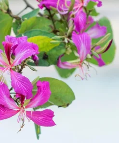 Purple Orchid Tree Seeds - Bauhinia Purpurea Butterfly Flower, 10 Seeds - Image 6