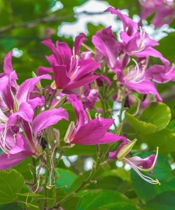 Purple Orchid Tree Seeds - Bauhinia Purpurea Butterfly Flower, 10 Seeds - Image 7