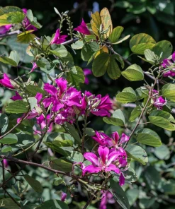 Purple Orchid Tree Seeds - Bauhinia Purpurea Butterfly Flower, 10 Seeds - Image 8