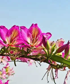 Purple Orchid Tree Seeds - Bauhinia Purpurea Butterfly Flower, 10 Seeds - Image 9