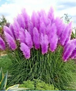Purple Pampas Grass Seeds - 200 Perennial Ornamental Grass Seeds for Garden - Image 2