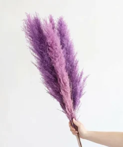 Purple Pampas Grass Seeds - 200 Perennial Ornamental Grass Seeds for Garden - Image 3