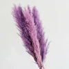 Purple Pampas Grass Seeds - 200 Perennial Ornamental Grass Seeds for Garden - Image 1