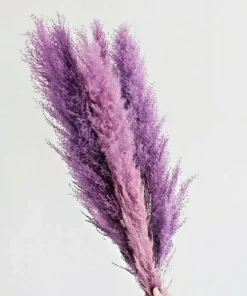Purple Pampas Grass Seeds - 200 Perennial Ornamental Grass Seeds for Garden - Image 1