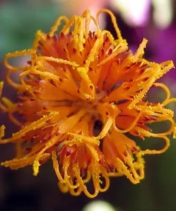 Purple Passion Live Plant - 2.5" Pot Gynura Sarmentosa Indoor Velvet Plant - Image 2