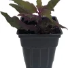 Purple Passion Live Plant - 2.5" Pot Gynura Sarmentosa Indoor Velvet Plant - Image 1