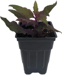 Purple Passion Live Plant - 2.5