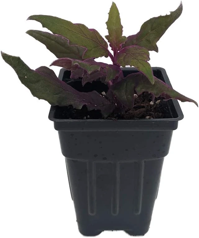 Purple Passion Live Plant - 2.5" Pot Gynura Sarmentosa Indoor Velvet Plant - Image 1