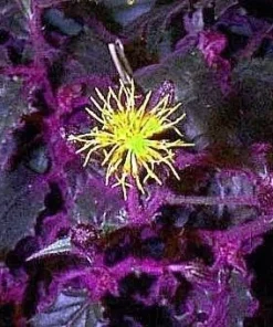 Purple Passion Plant Live - 4" Mini Hanging Basket - Gynura Sarmentosa - Image 2