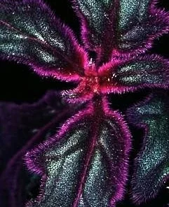 Purple Passion Plant Live - 4