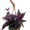 Purple Passion Plant Live - 4" Mini Hanging Basket - Gynura Sarmentosa - Image 1