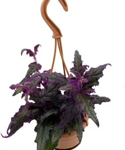 Purple Passion Plant Live - 4
