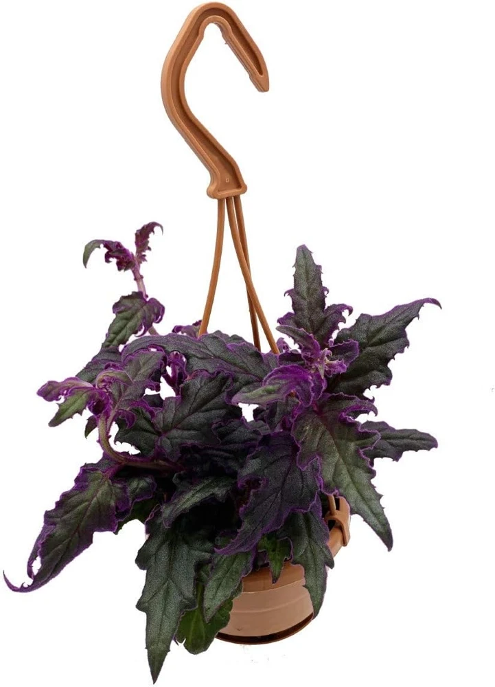 Purple Passion Plant Live - 4" Mini Hanging Basket - Gynura Sarmentosa - Image 1