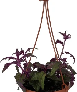 Purple Passion Plant Live - 6" Hanging Basket - Gynura Sarmentosa Houseplant - Image 2