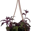 Purple Passion Plant Live - 6" Hanging Basket - Gynura Sarmentosa Houseplant - Image 1