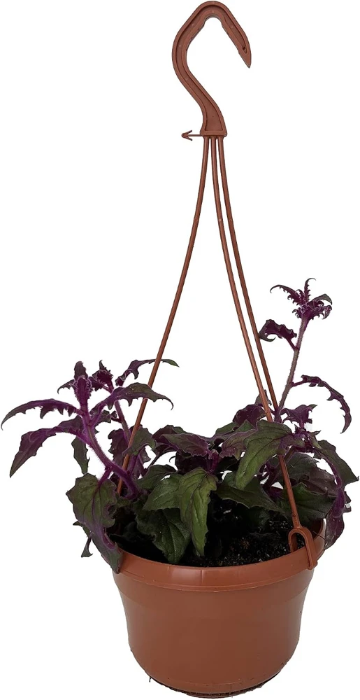 Purple Passion Plant Live - 6" Hanging Basket - Gynura Sarmentosa Houseplant - Image 1