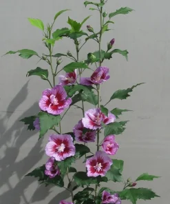 Purple Pillar Hibiscus Live Plant - Columnar Rose of Sharon - 4