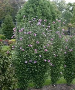 Purple Pillar Hibiscus Live Plant - Columnar Rose of Sharon - 4